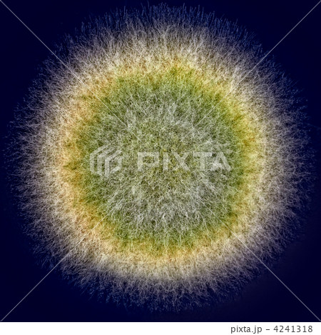 macro shot of fuzzy green mold 4241318