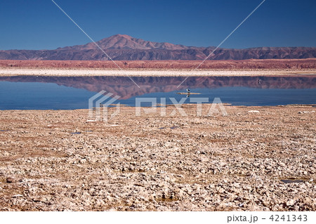 Laguna Chaxa in Salar de Atcama, Chile 4241343