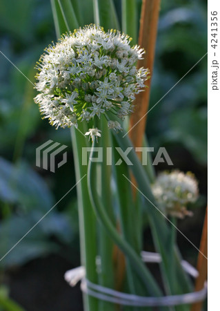 blossoming onion blossoming onion 4241356