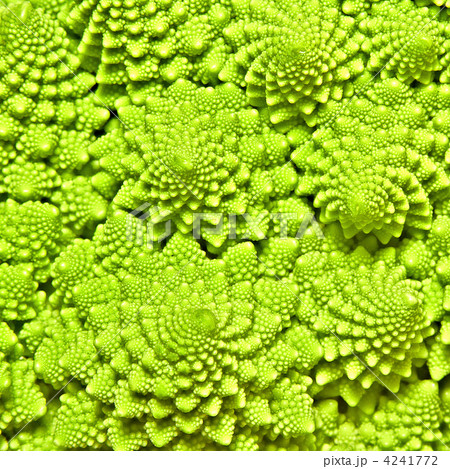 cabbage romanesco background cabbage romanesco background 4241772