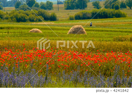 Field Field 4241842