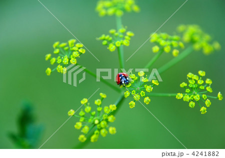 Ladybird 4241882