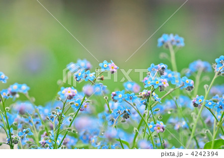 ワスレナグサ 4242394