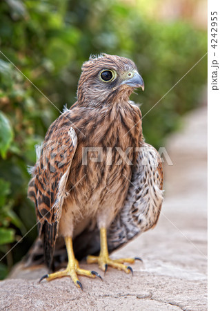 fledgeling of eagle osprey, Egypt fledgeling of eagle osprey, Egypt 4242955