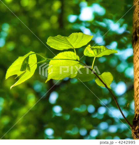 spring background with green leaves of lime tree 4242995