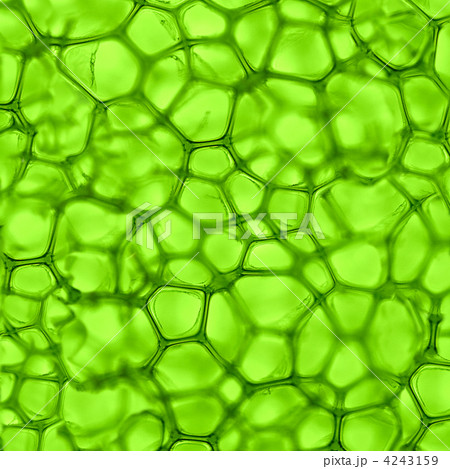 cell green background 4243159