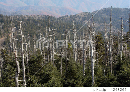 dry trees on the top of Great Smoky mountains, USA 4243265