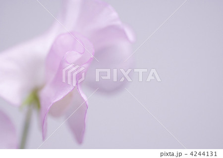 スィートピー 4244131