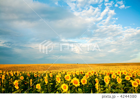 Yellow field 4244380