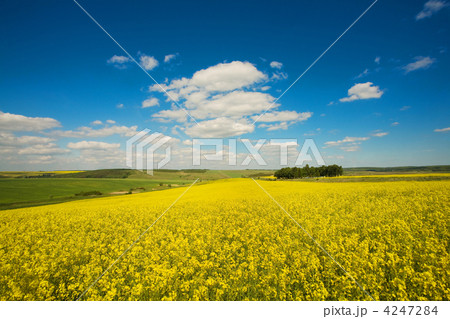 Yellow field Yellow field 4247284
