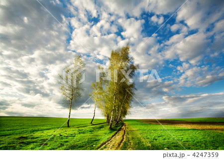 Trees in field 4247359