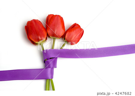 Tulips 4247682
