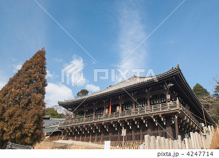 東大寺　二月堂と良弁杉 4247714