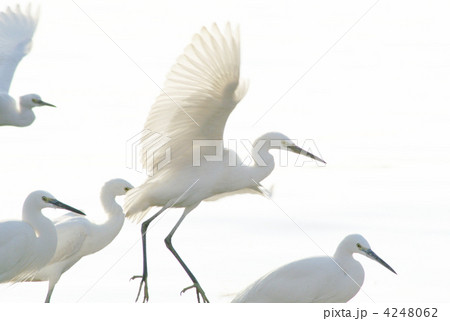 みんなで行こう みんなで行こう 4248062