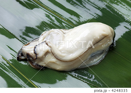大粒の生牡蠣 4248335