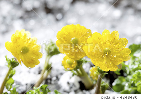 雪解けと福寿草の写真素材