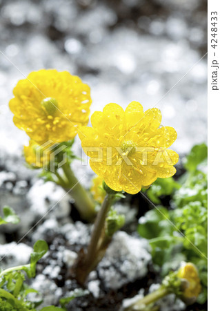 雪解けと福寿草 4248433