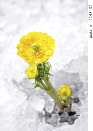 雪解けと福寿草 4248434