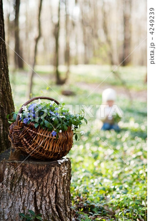 Basket with spring flowers 4249239
