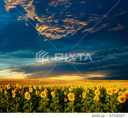 Field of sunflowers 4250267