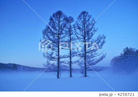 日の出前の三本カラマツ 日の出前の三本カラマツ 4250721