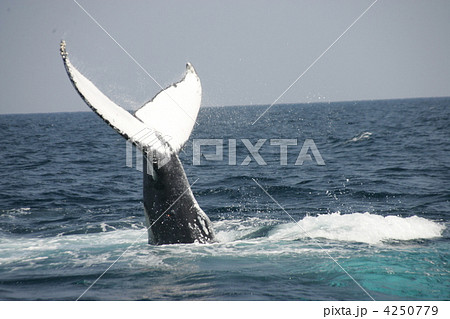 ザトウクジラのテイルスラップ(腹側が上 1) ザトウクジラのテイルスラップ(腹側が上 1) 4250779