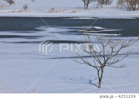 青森　つがる市　岩木川 4251229