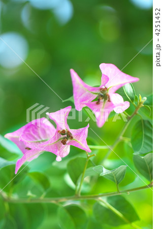 ブーゲンビリア 4251452