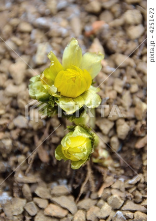 フクジュソウの芽生え フクジュソウの芽生え 4251472