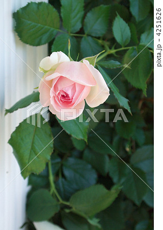 ピエール・ドゥ・ロンサール ピエール・ドゥ・ロンサール 4251626