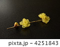 ロウバイ 4251843