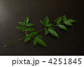 南天の葉 4251845
