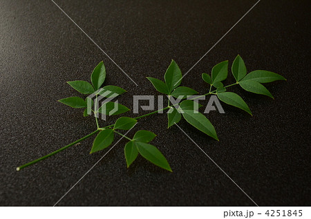 南天の葉 南天の葉 4251845