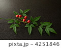 南天の葉と実 4251846