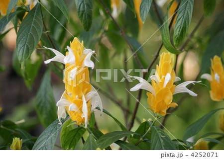 パキスタキス パキスタキス 4252071