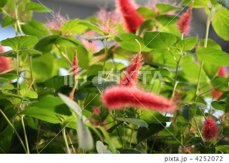 アカリファ アカリファ 4252072