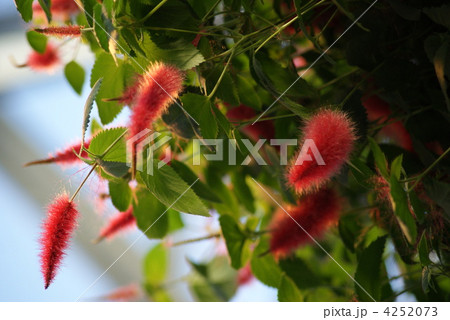 アカリファ 4252073