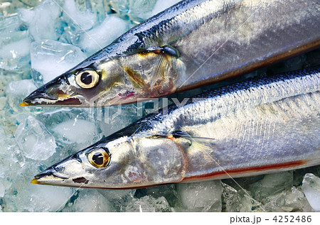 秋刀魚 4252486