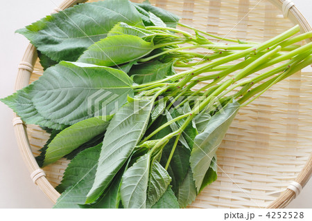 モロヘイヤ 4252528