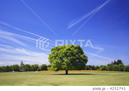 けやきの大樹 4252741