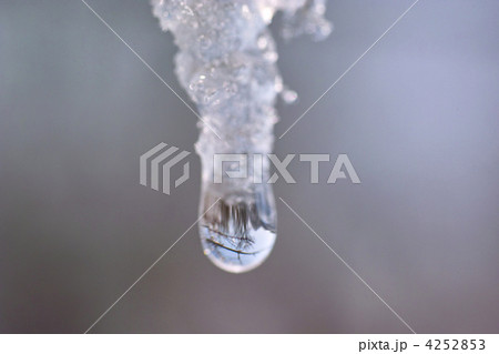 つららのしずく 4252853