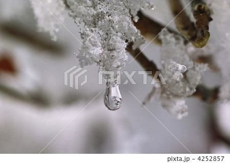 雪解けの季節 雪解けの季節 4252857