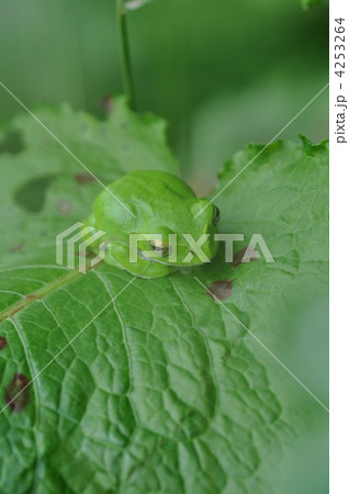 アオガエル 4253264