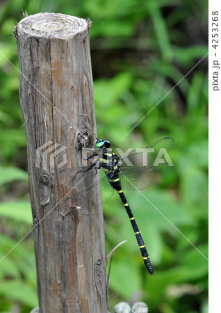 オニヤンマ オニヤンマ 4253268