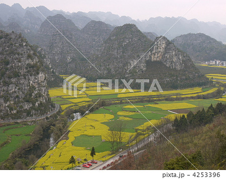 万峰林の菜の花畑 4253396