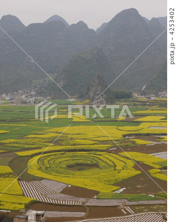 万峰林の菜の花畑 万峰林の菜の花畑 4253402