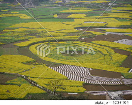 万峰林の菜の花畑 4253404