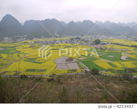 万峰林の菜の花畑 万峰林の菜の花畑 4253407