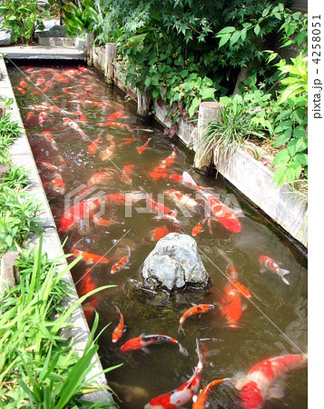 鯉の群れ 路地裏の短水路 の写真素材