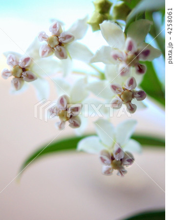 フウセントウワタ(花) フウセントウワタ(花) 4258061